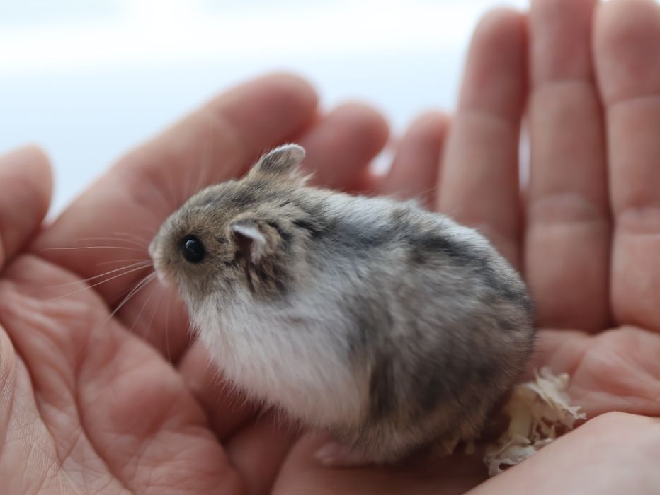 Chomik dżungarski Campbella Urodzony 15 listopada Oswojony