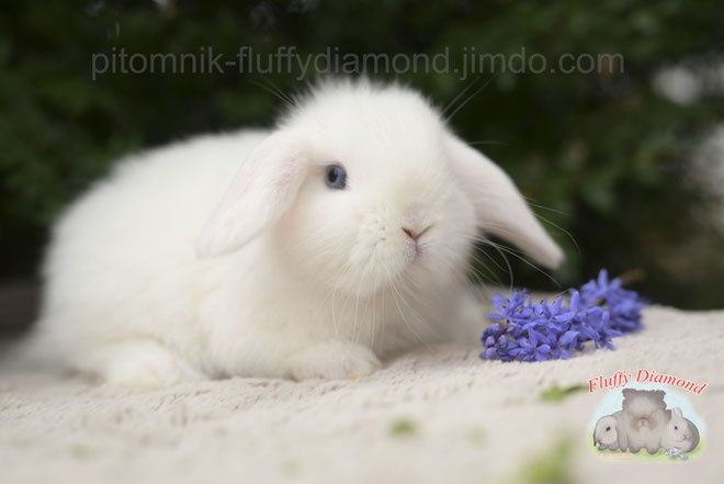 Висловухі кролики з розплідника "Fluffy Diamond" Карликові NHD
