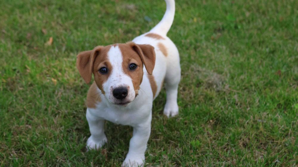 Piesek HARIBO Jack Russell Terrier z hodowli "BREFIO"-gotowy na nowy dom