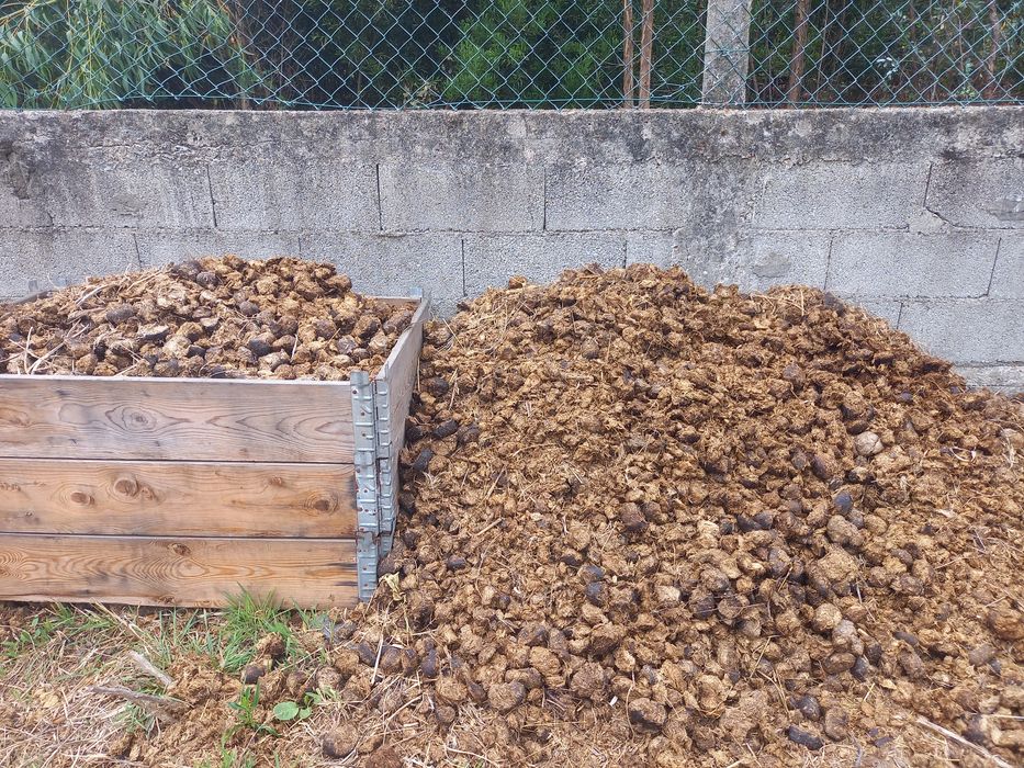 Estrume de cavalo grátis