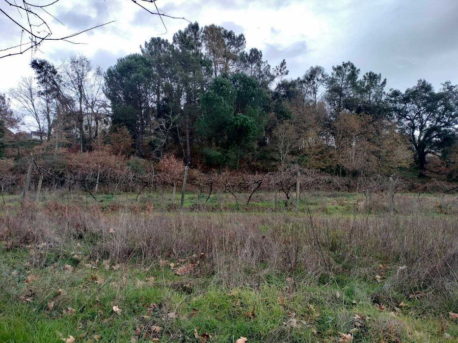 Terreno Agrícola 7.400 m² | Mina de Água | Livração | Arrendamento Rural 800 €/ano