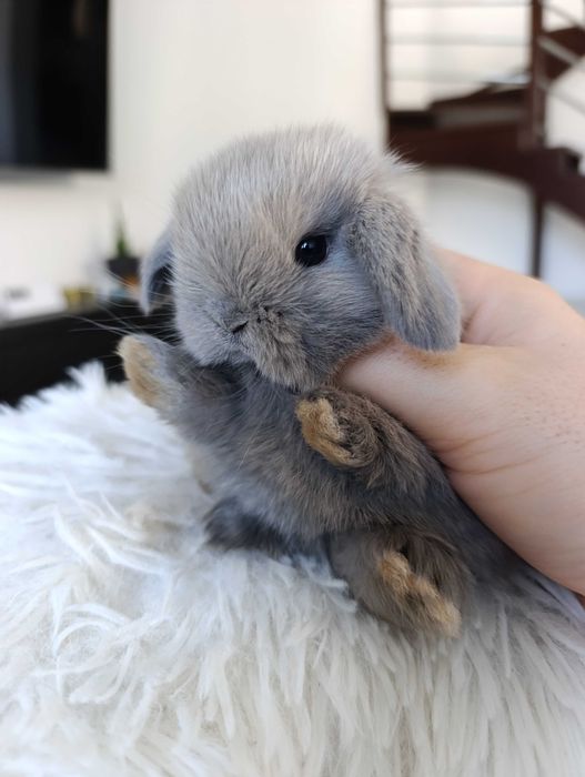 Mini lop karzelek Teddy hodowla zarejestrowana