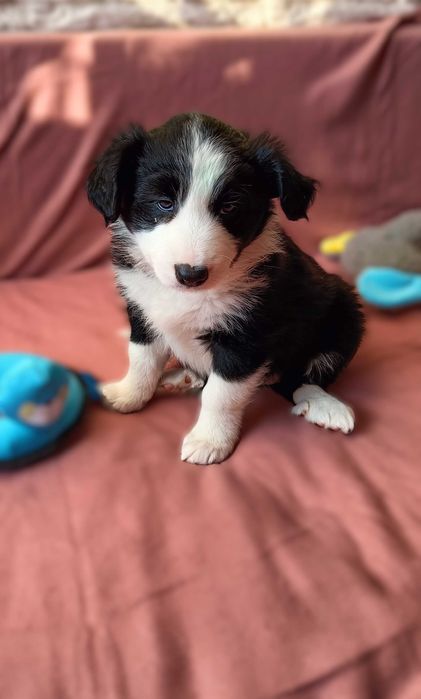 Border collie szczenię