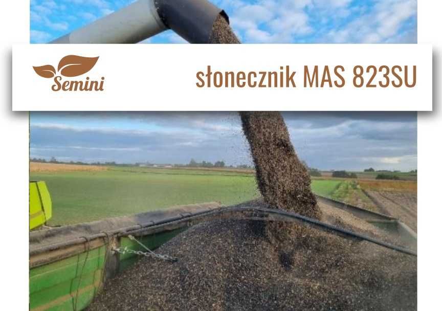 Słonecznik MAS 823SU - kwalifikowany materiał siewny