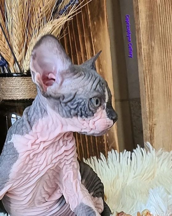 Кошенятка сфінкса