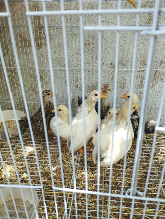 seramas mini galinha