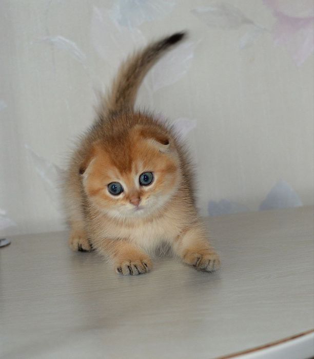 Чудові милі котятка золота шиншила