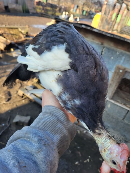 Perliczki ciekawe kolory