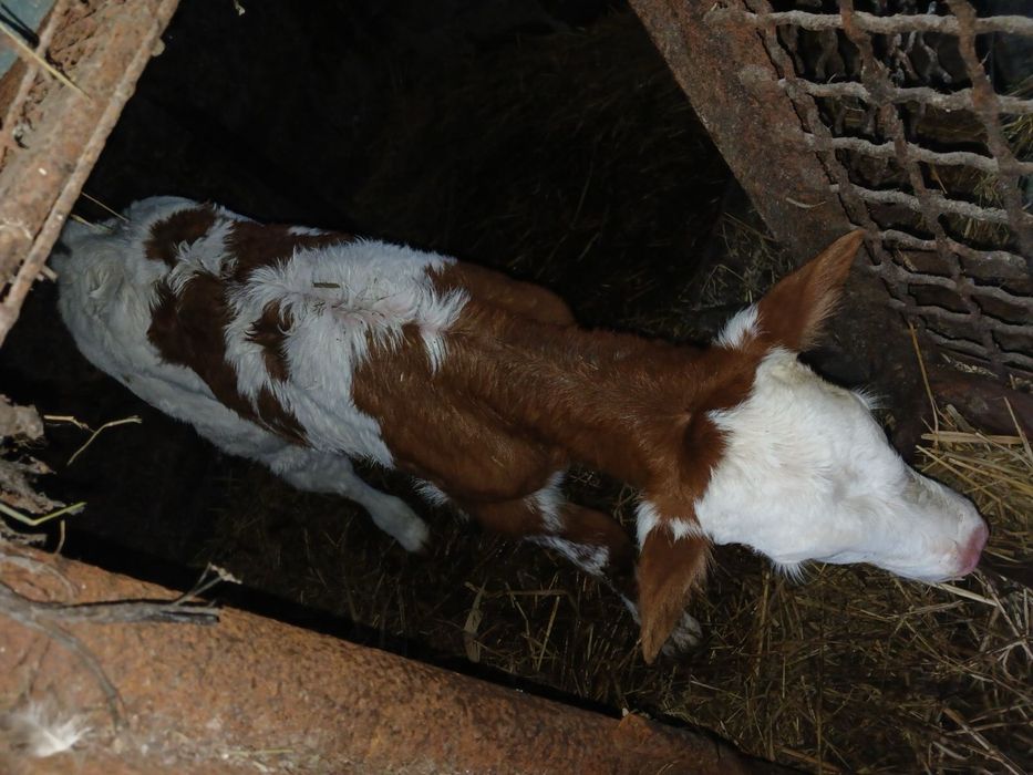 Продам  теличку