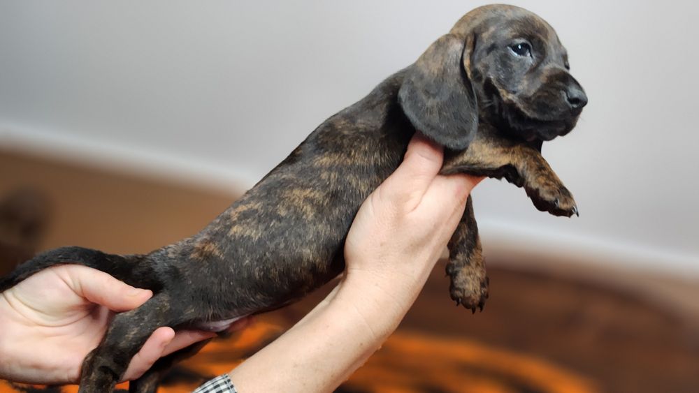 Jamnik miniaturowy/króliczy zkwp FCI wyjątkowe umaszczenie