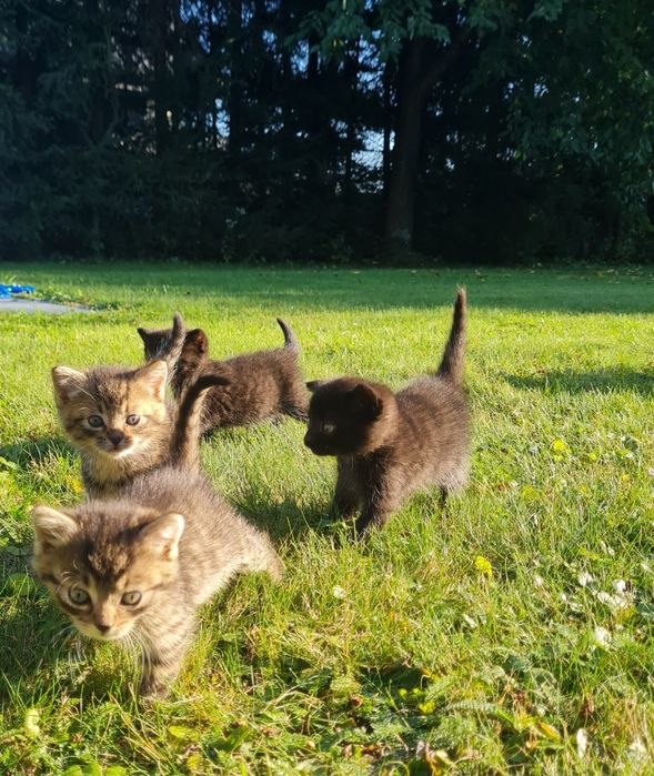 4 urocze kociaki szukają kochających domów!