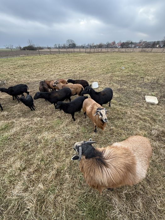 Owce i barany kameruńskie