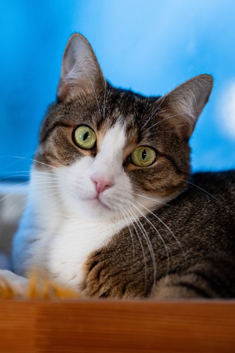 Pękna kotka do adopcji