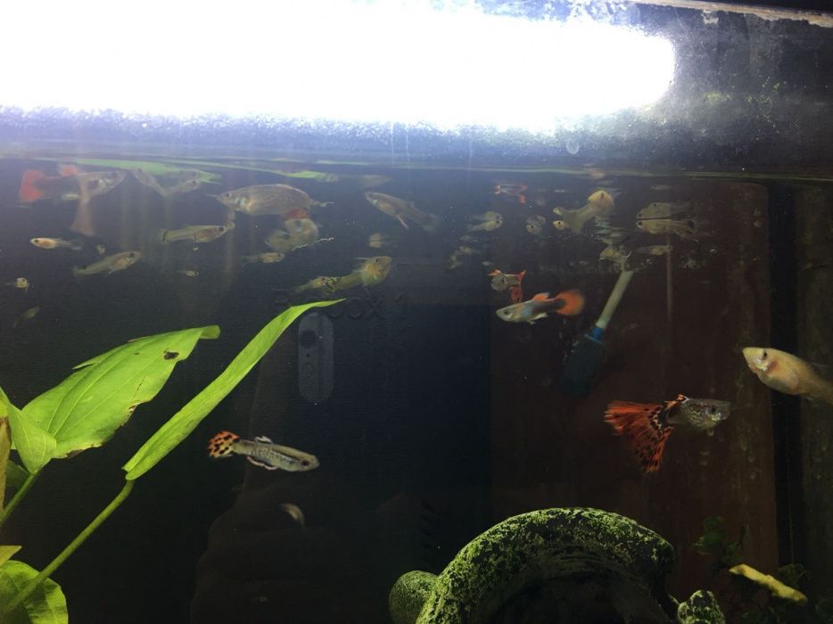 Guppies 1,25€ adultos varias cores
