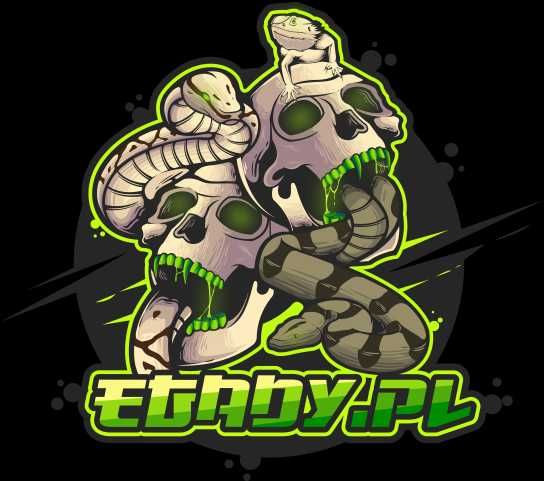 Duttaphrynus melanostictus – ropucha azjatycka