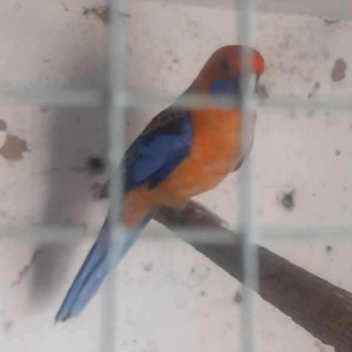 Casal de roselas penantes
