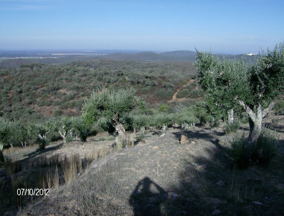 Olivais tradicionais nos arredores de Estremoz