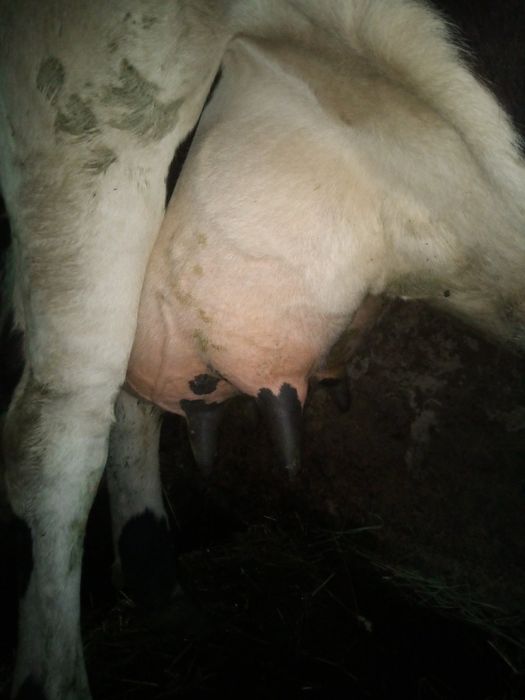 Продам молоду корову