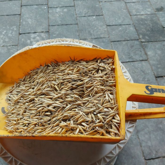 Sprzedam owies zbiór 2025