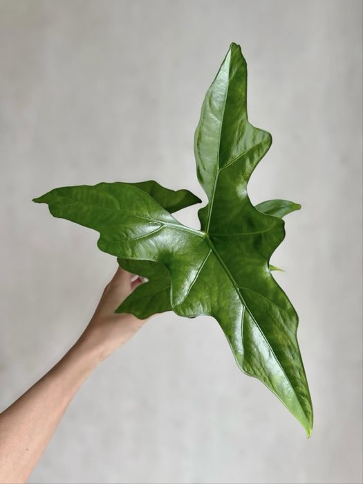 алоказия  batwing  alocasia