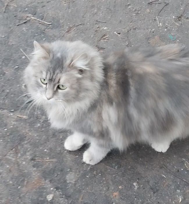 Шукаємо старих або нових господарів