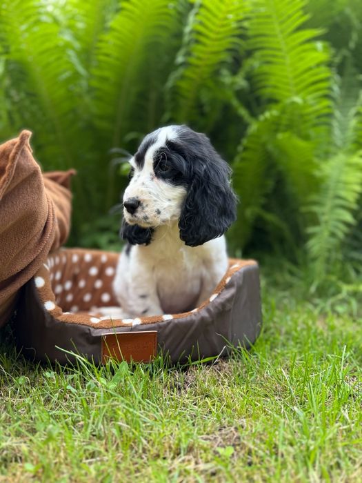 Cocker spaniel angielski Piesek
