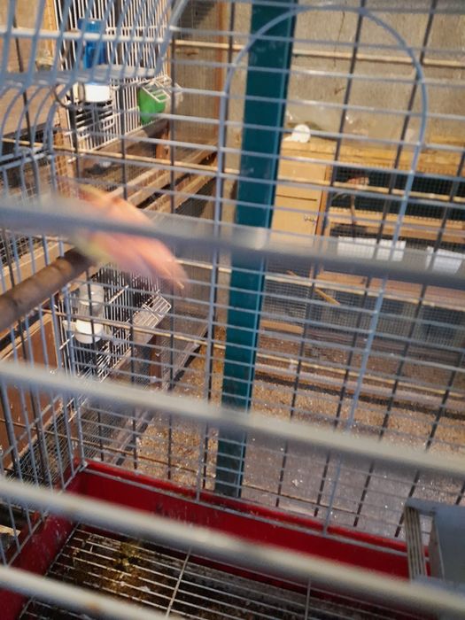 Vendo fêmea de bourke