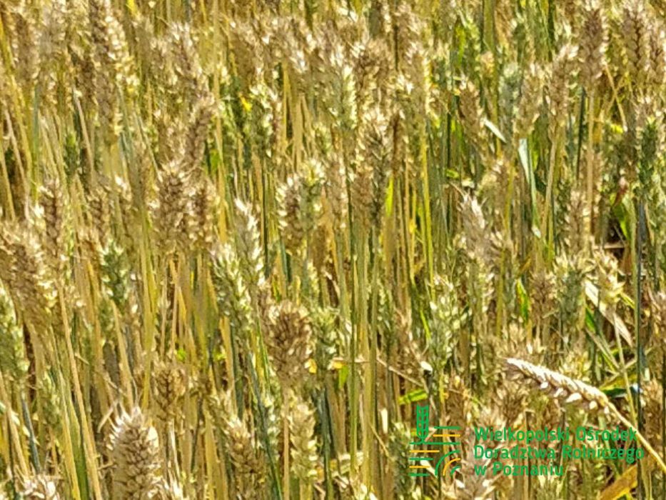 Pszenica Jara JUTRZENKA C/1 Materiał Kwalifikowany