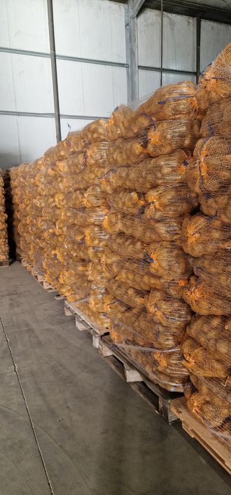 Batatas alhos cebolas