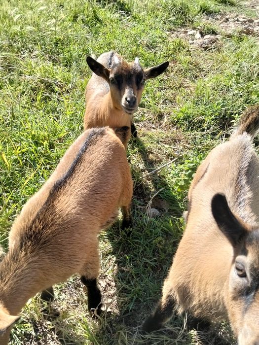 Vendo cabras anãs