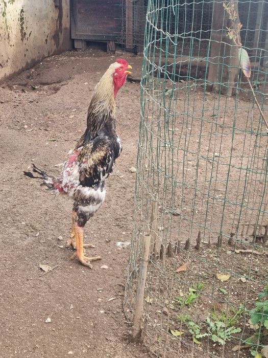 Galinha  Índia gigante
