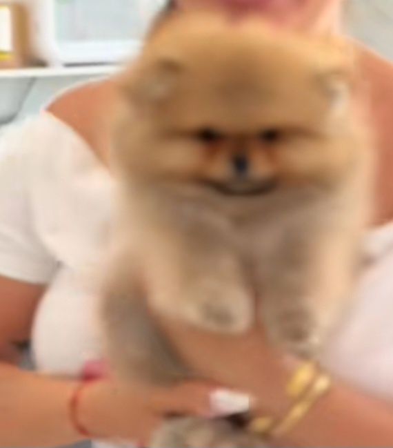 Spitz lulu  Pomerânia anão linhagem russa  lindo  c/pedigree