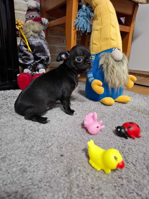 Szczeniak chihuahua klasy wystawowej gotowy do odbioru czarny Zorro.