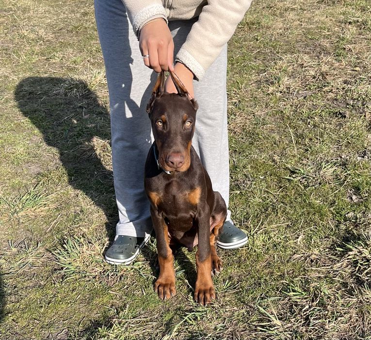 Продається цуцик добермана