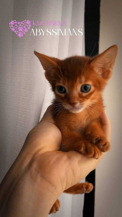 Абиссинская кошка мальчик окраса соррель