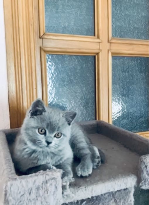 Хлопчик скоттіш страйт( кошеня)