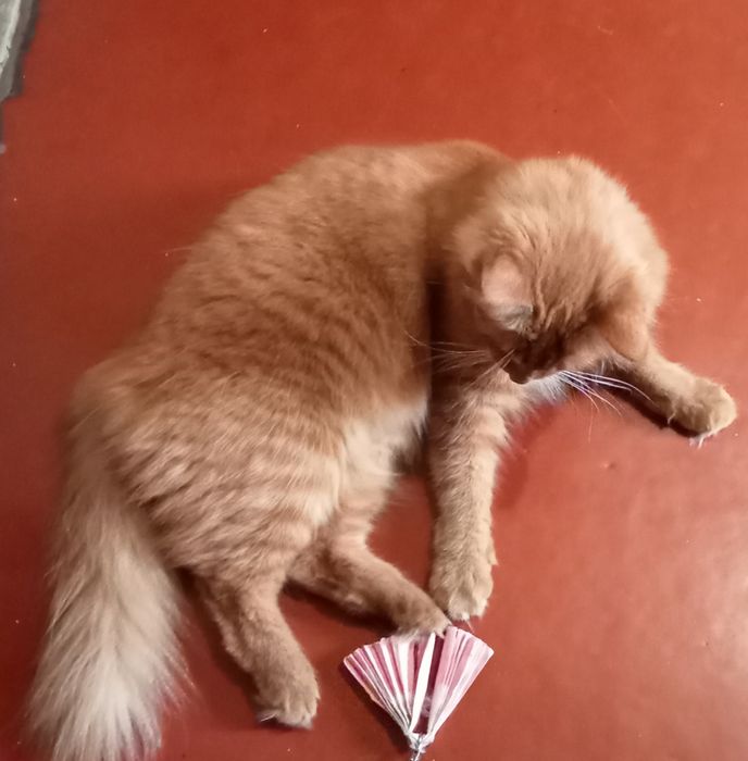 Пропоную послуги по перетримці домашніх улюбленців.