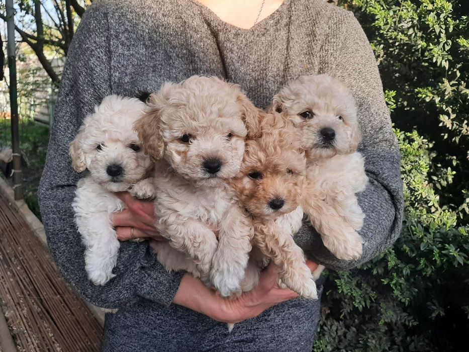 Продаю  цуценят той пуделя