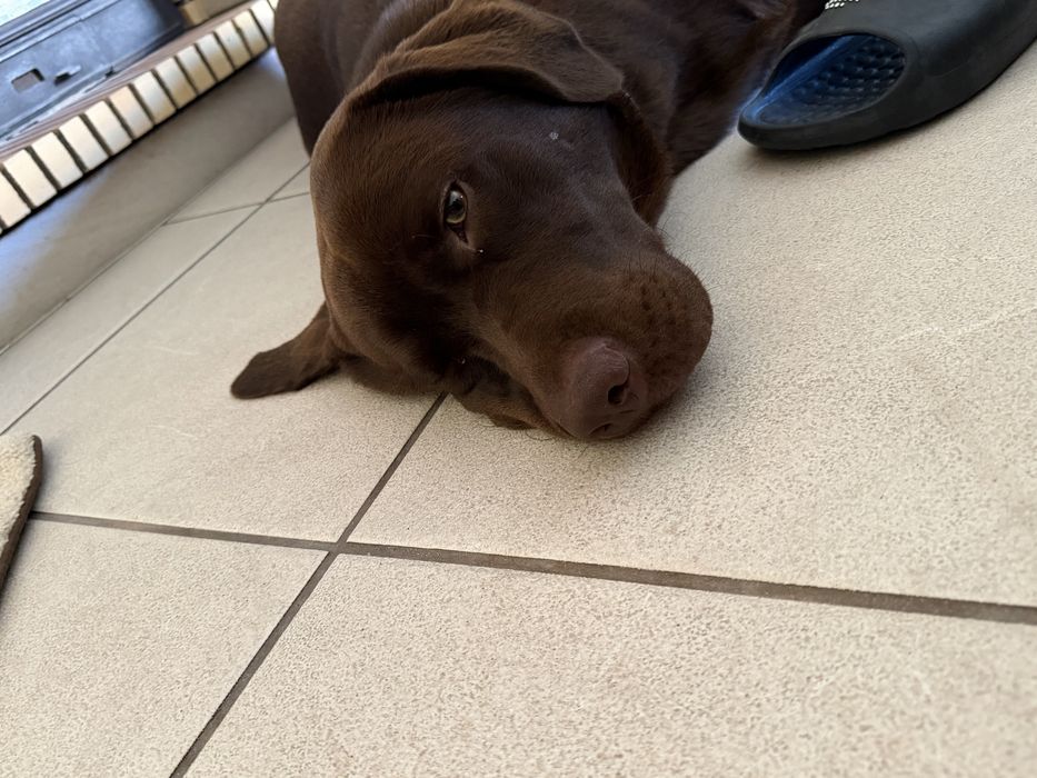 Labrador Castanho Puro