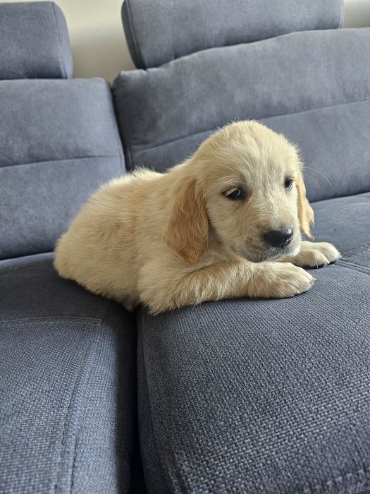 Golden Retriever suczka