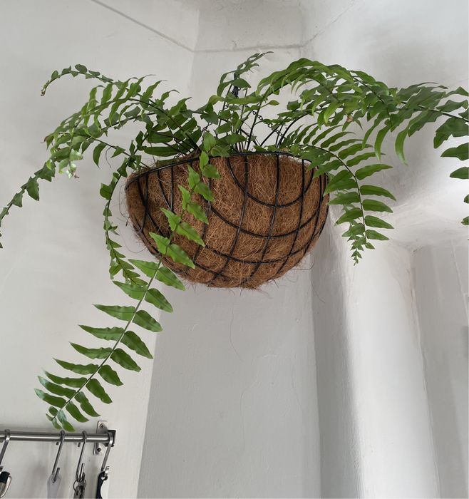 Samambaia com Floreira Suspensa | Boston Fern with Hanging Planter