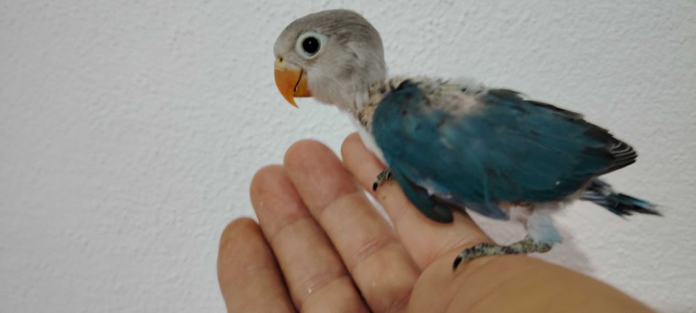 Agapórnis Fischers Opalino.