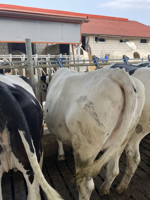 Jalowice wysokocielne