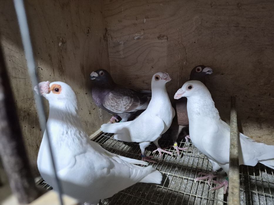 Disponíveis Tremedor de Stargard  Bruneres  Mookes  Frizadas carrieres