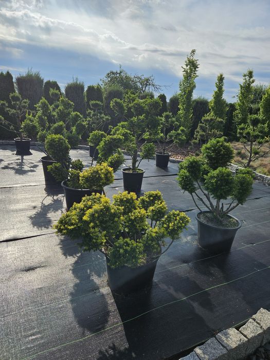 Śliwa Wisniowa Pissardii,Kanzan,Burgundy