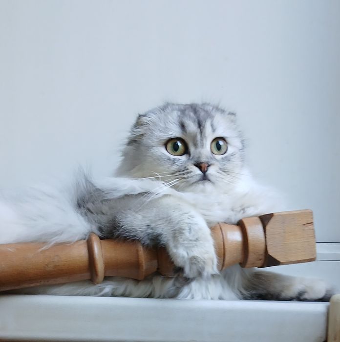 Чистокровная шиншилла