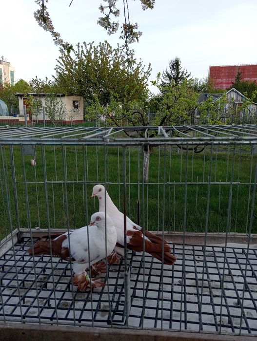Gołębie ozdobne - Widyny polskie , czerwone - samice - 2025