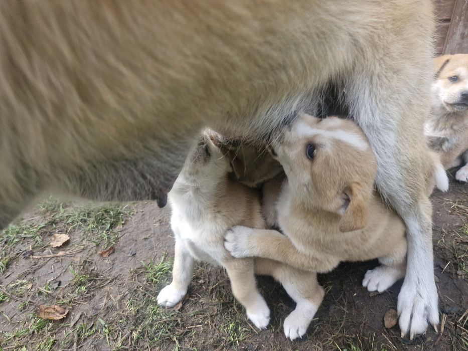 Akita inu pieski i sunie