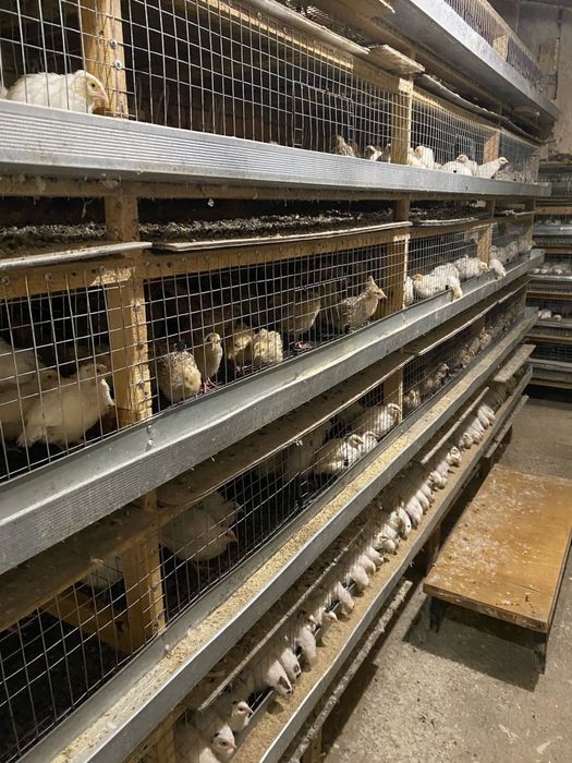 Продаються перепілки різного віку від суточних до тих хто вже несеться