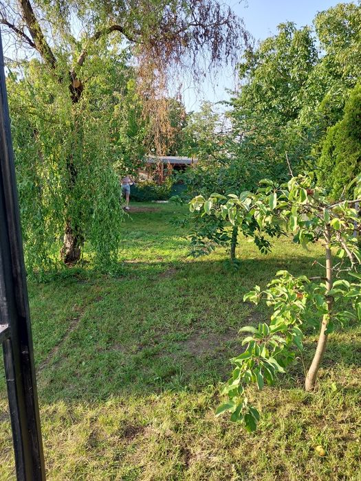 Działka ROD w Buku